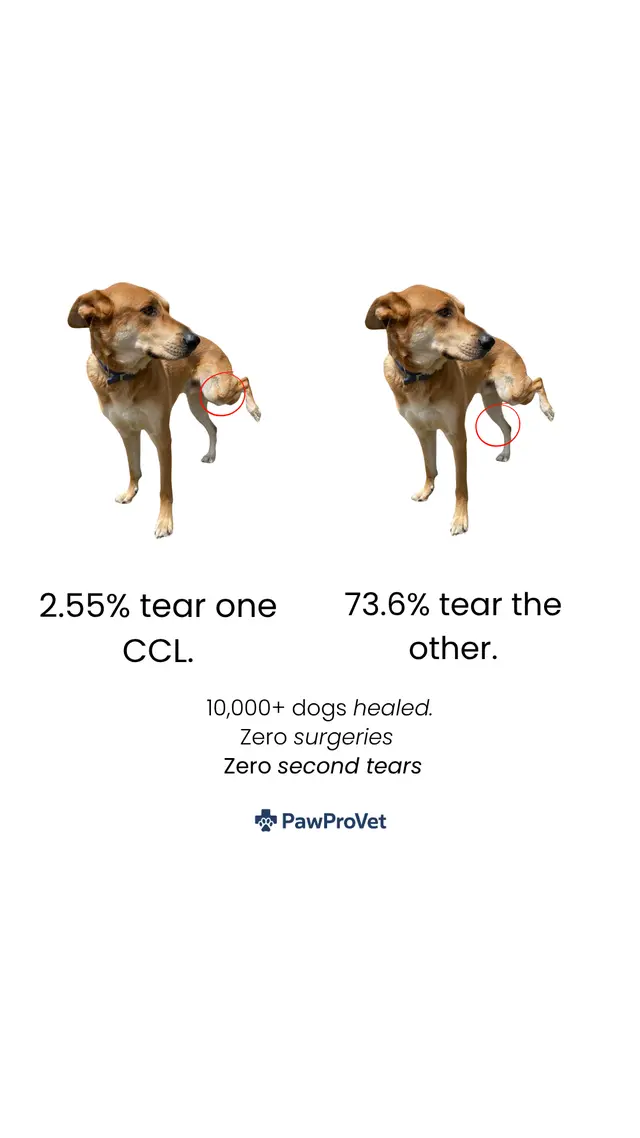 Paw Pro Vet