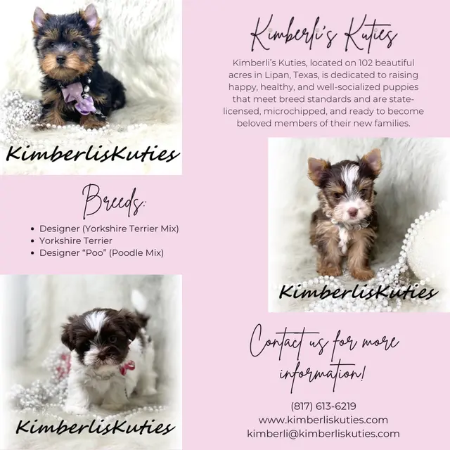 Kimberlis Kuties