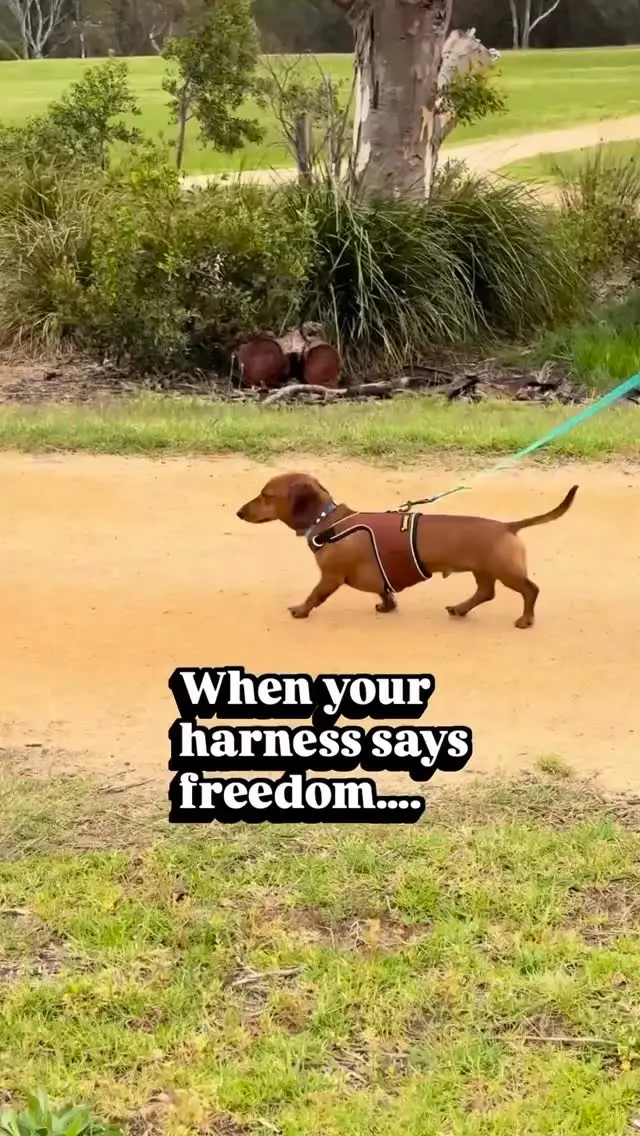 2RoyalHounds