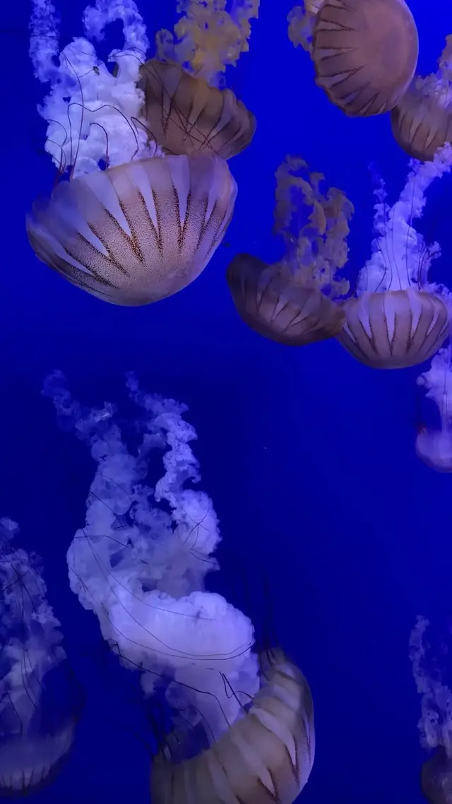 Aquarium of the Pacific