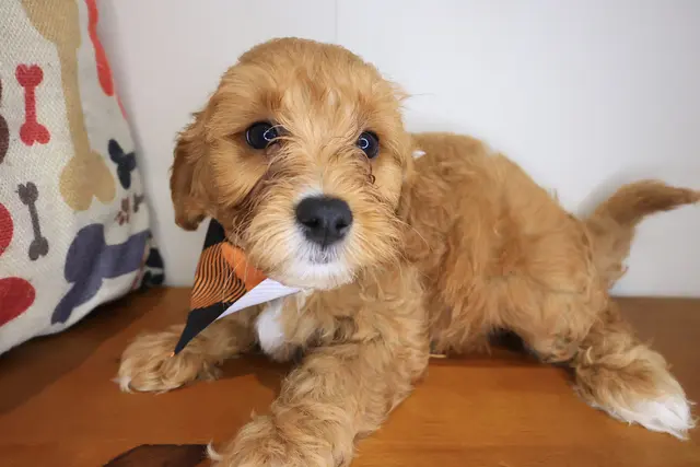 Pettito Puppies