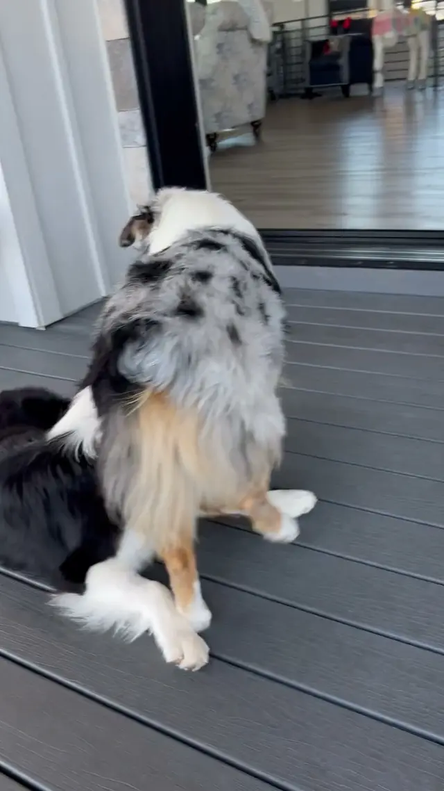 American Dog