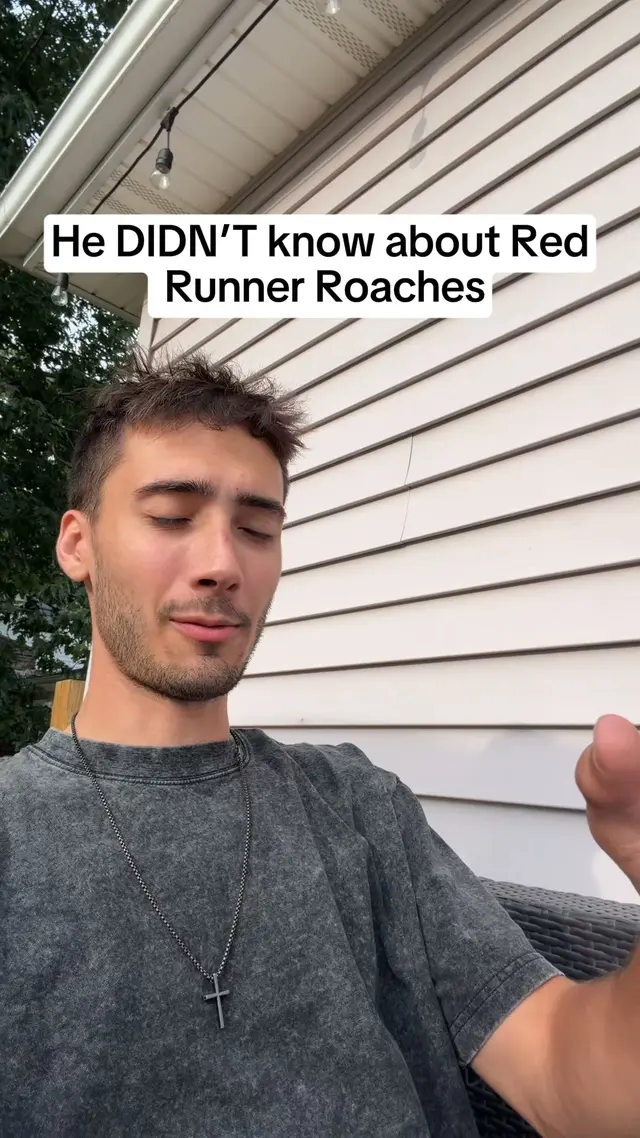 Mice Direct