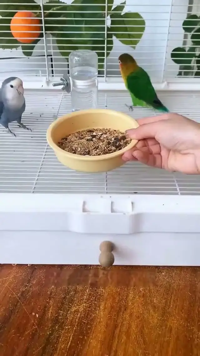 Coolddy gift