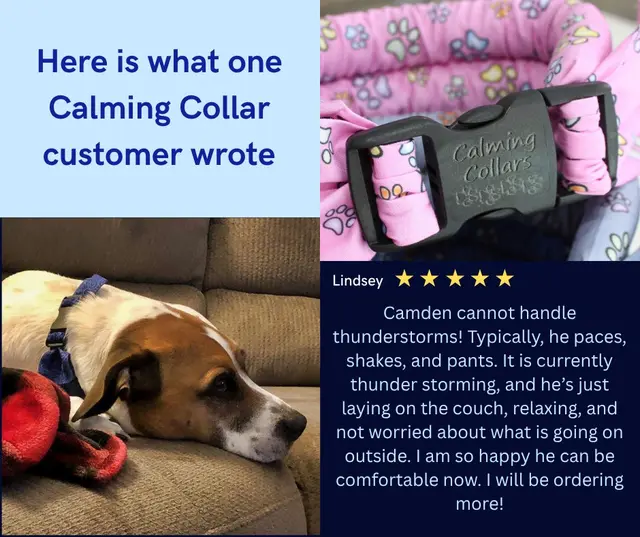 Calming Collars