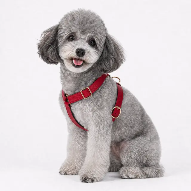 Furri Tail Pet Fashion