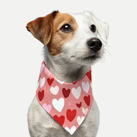 Pet gifts